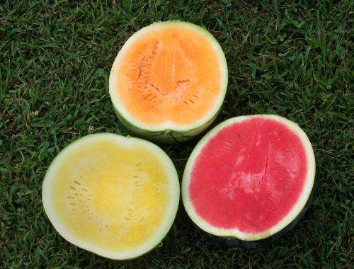 Watermelon shown to boost heart health, control weight gain in mice 