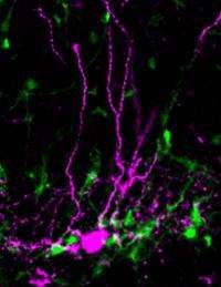 Brain's stem cells 'eavesdrop' to find out when to act