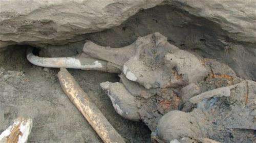 Well-preserved mammoth carcass found in Siberia