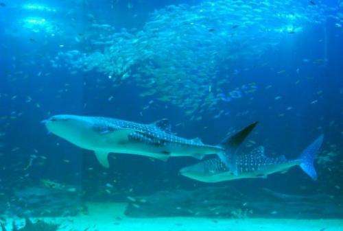 Whale sharks in an aquarium in the southern island of Jeju