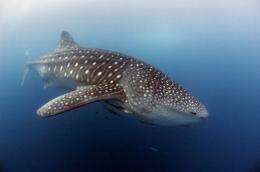 Whale sharks, the world's largest fish, are classified as "vulnerable"