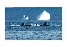 What do killer whales eat in the Arctic?