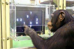 What was he thinking? Study turns to ape intellect