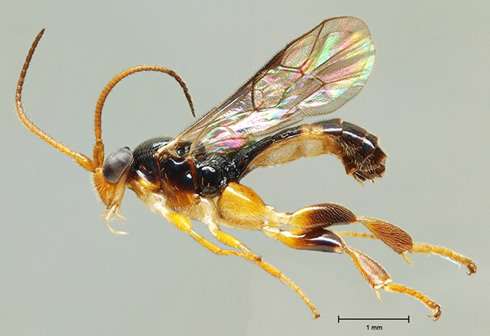 Whopping diversity of wasps identified in tropical America