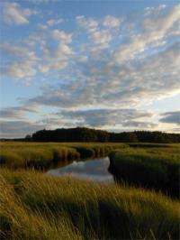 Why are our salt marshes falling apart?