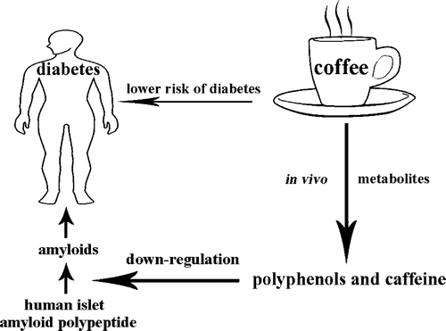 Why coffee drinking reduces the risk of Type 2 diabetes