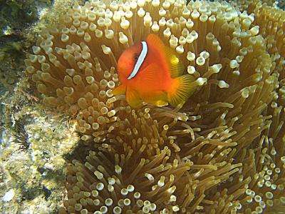Why fish talk: Clownfish communication establishes status in social groups (w/ Video)
