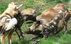 Wild dogs didn't go extinct in east Africa after all