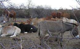 Wildlife and cows can be partners, not enemies, in search for food