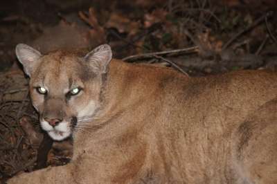 Wildlife forensics team reveals mountain lions' struggle to survive near L.A.