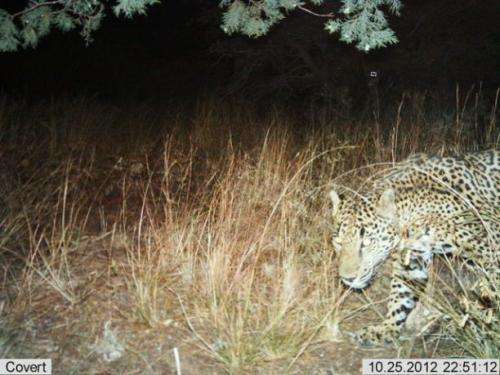 Wildlife Monitoring Cameras Click Jaguar and Ocelot Photos