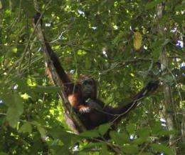 Wild orangutans stressed by eco-tourists, but not for long, IU study out of north Borneo finds