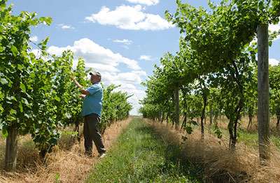 Wild weather to yield better Finger Lakes wines