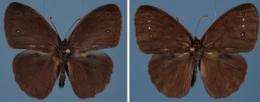 Wing bling: For female butterflies, flashier is better