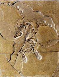 Winged dinosaur Archaeopteryx dressed for flight