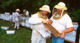Winter honey bee losses decline