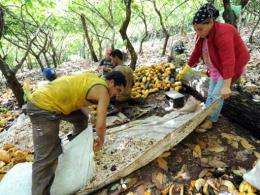 Workers extract beans from cocoa pods in Mecicilandia, along the Trans-Amazon highway