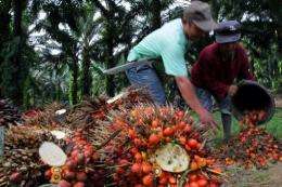 Workers harvest palm oil fruits at a plantation in Medan