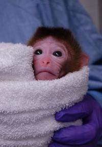 World's first chimeric monkeys are born