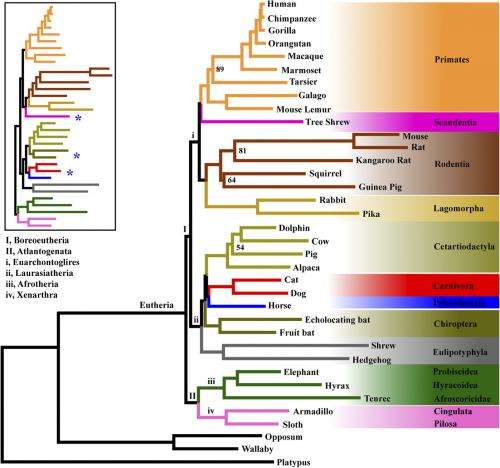Forensic speciation: Splicing genetic and phylogenic trees of life