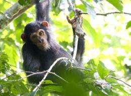 WUSTL anthropologists’ work prompts Republic of Congo to enlarge national park