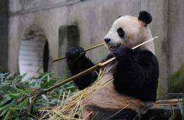 Yang Guang fortifies himself with bamboo before leaving China last year