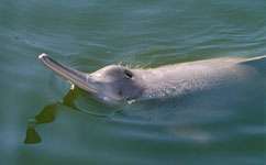 Yangtze dolphin's decline mirrored by other animals