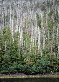 Yellow-cedar are dying in Alaska: Scientists now know why