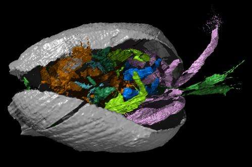 New to science: Find from 425 million years ago with body, limbs, eyes, gills and alimentary system preserved