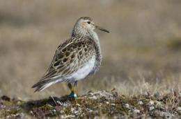 You snooze, you lose: Less sleep leads to more offspring in male pectoral sandpipers