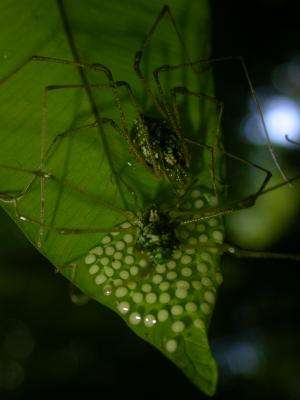 Single spider dads caring for eggs suffer no disadvantages despite parenting costs