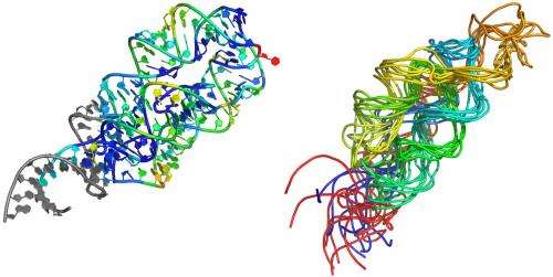 3-D RNA modeling opens scientific doors