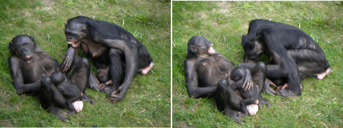 Why yawning is contagious in bonobos