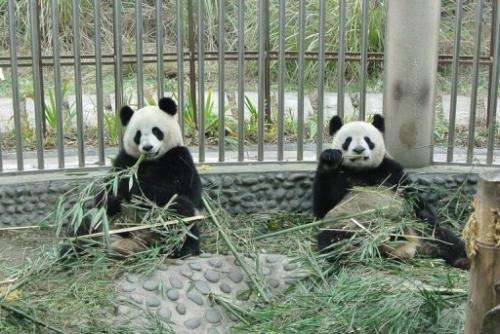 Yuan Zi (left) and Huan Huan, seen in their quarantined enclosure at the Panda Research Base in Chengdu