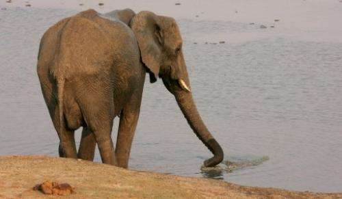 Zimbabwe's elephant population is ballooning at the vast Hwange game reserve