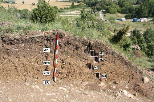 1,000-year-old vineyards discovered