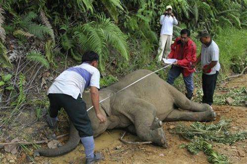 10 dead Borneo pygmy elephants feared poisoned