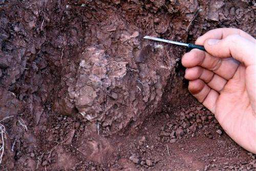 190M-year-old dino bones shed light on development