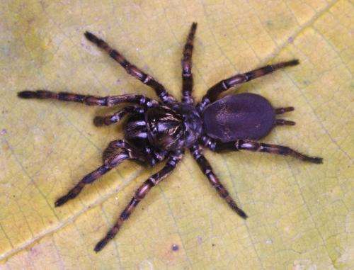 3 new wafer trapdoor spiders from Brazil