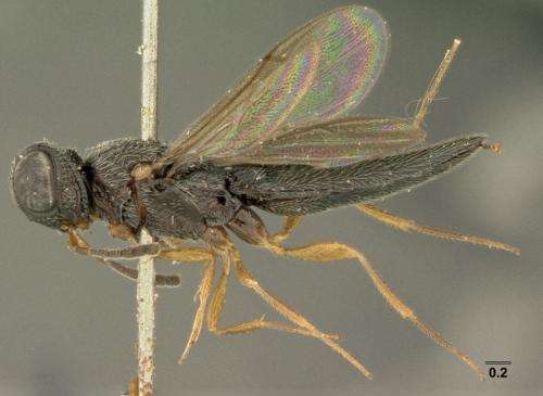 71 new parasitoid wasp species discovered from Southeast Asia