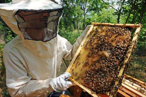 A beekeeper looks at one of his hive in Colomiers, southwestern France, on June 1, 2012