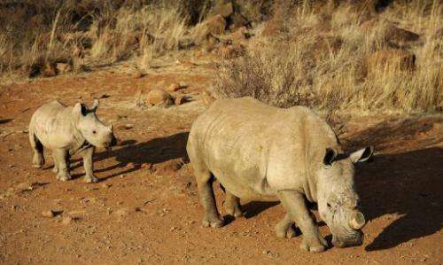 A black dehorned rhinoceros with calf on August 3, 2012 at the Bona Bona Game Reserve, 200 kms southeast of Johannesburg