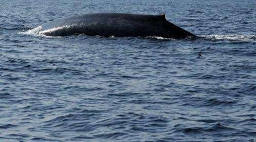 A blue whale is spotted in the waters off the southern Sri Lankan town of Mirissa on January 21, 2012