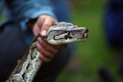 A Burmese python is seen on display at the start of the 2013 Python Challenge on January 12, 2013 in Davie, Florida
