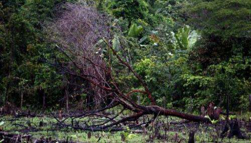 A burnt tree lies is seen in the Amazon rainforest in northern Brazil, on February 26, 2008