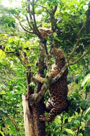 A captive jaguar climbs a tree in an enclosure at Preto Velho Farm, on January 11, 2013