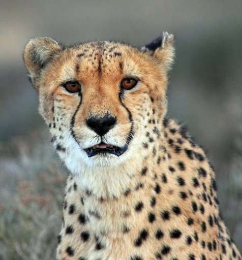 A cheetah pictured on March 22, 2013 at a private game reserve north of Cape Town