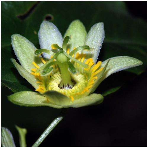 A critically endangered beauty: The passion flower Passiflora kwangtungensis