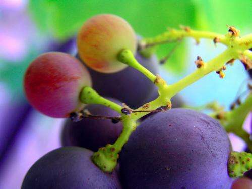 Active component of grape seed extract effective against cancer cells