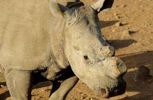 A de-horned black rhinoceros at the Bona Bona Game Reseve, South Africa on August 3, 2012